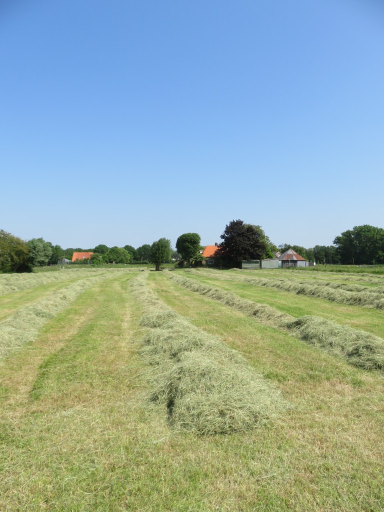 Hooioogst op land Bertus van Weeghel, juni 2023